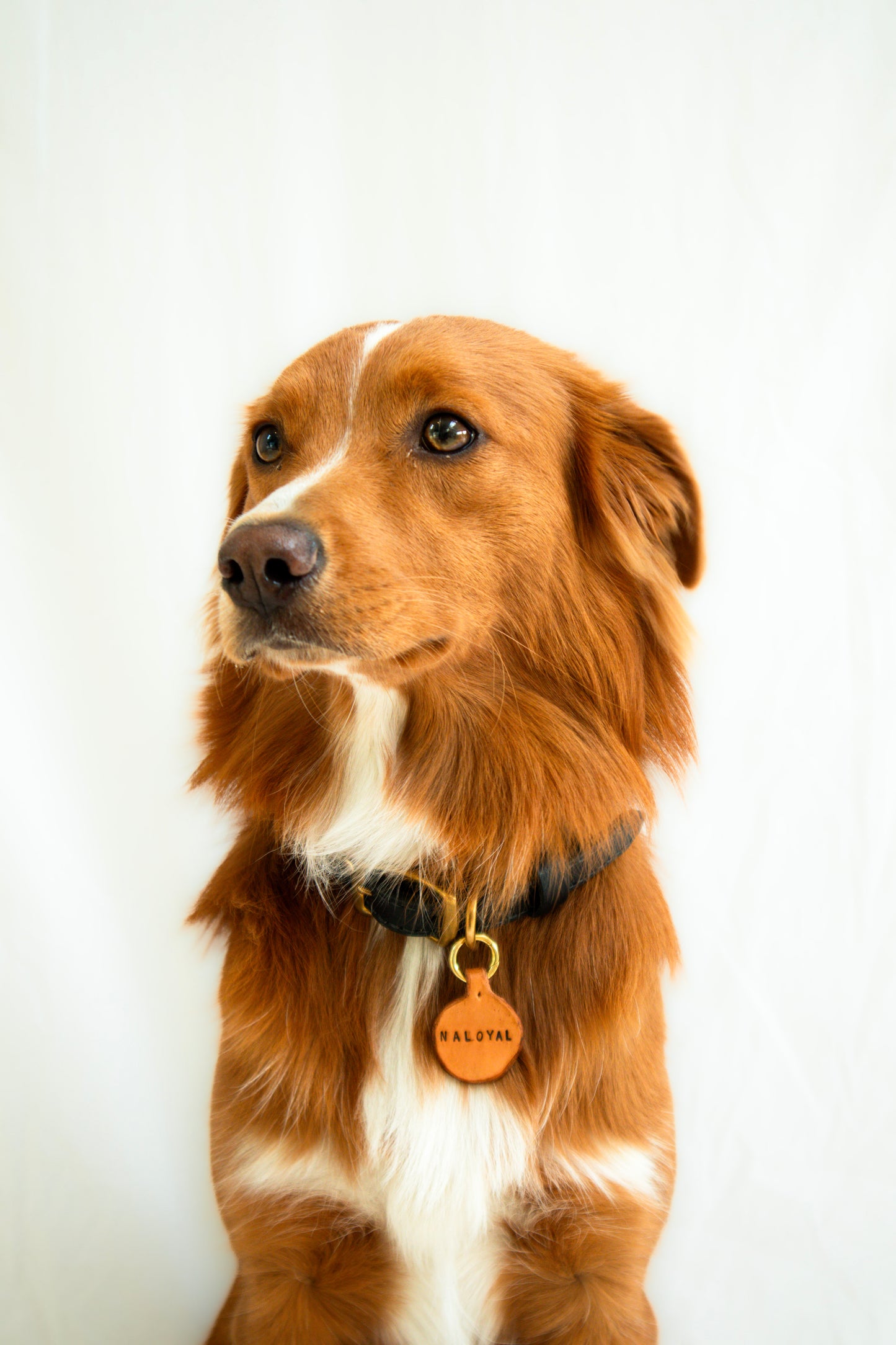 Crescent Identification Collar