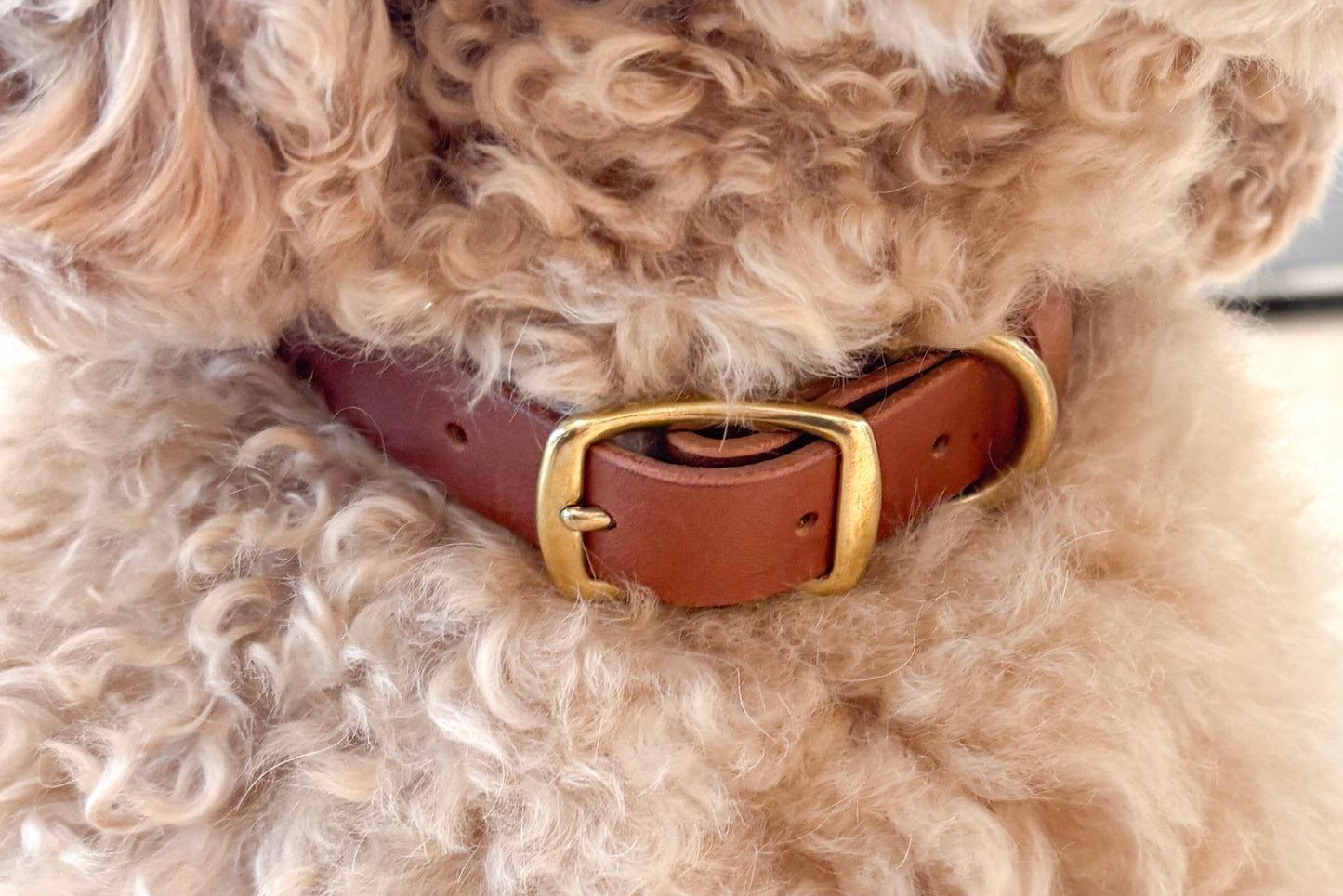 Gilley Identification Collar